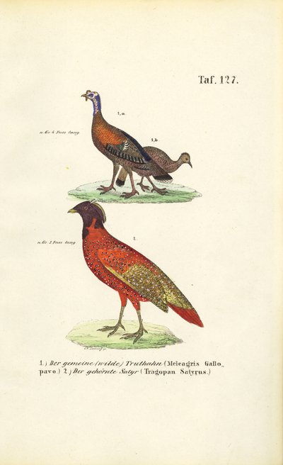 Dziki Indyk i Satyr Tragopan autorstwa J. W. Tenhaeff