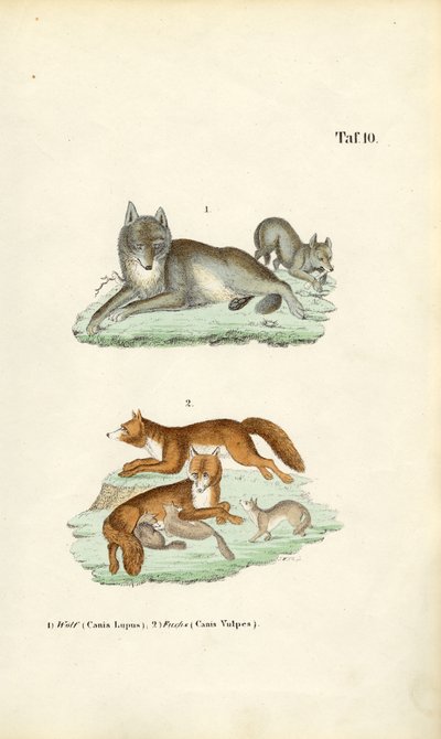 Wilk i lis z młodymi autorstwa J. W. Tenhaeff