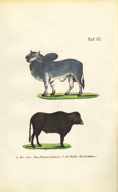 Zebu i Bawół autorstwa J. W. Tenhaeff
