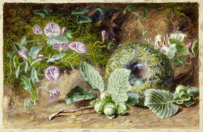 Convobuli i Nest autorstwa Jabez Bligh