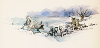 Stado wilków, z Call of Wild, powieść przygodowa Jacka Londona (1876-1916), rysunek autorstwa Jack London