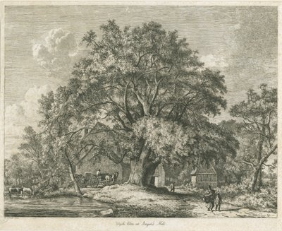 Blithfield - Wiąz Wych : akwaforta, 1825 autorstwa Jacob George Strutt