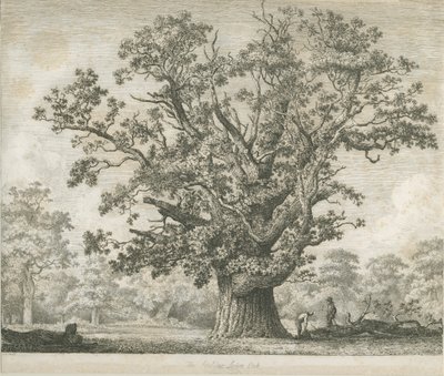 Needwood - Dąb Swilcar: akwaforta, nd [c 1820-1850] autorstwa Jacob George Strutt