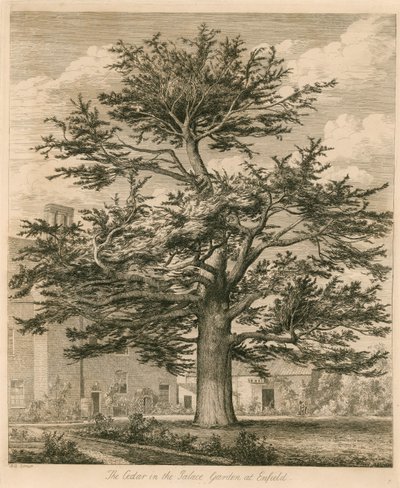 Cedr w ogrodzie pałacowym w Enfield, Middlesex autorstwa Jacob George Strutt