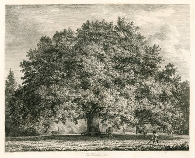 Dąb Chandos, Michendon House, Southgate, Londyn autorstwa Jacob George Strutt