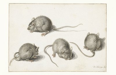 Cztery badania chorej myszy autorstwa Jacob II de Gheyn