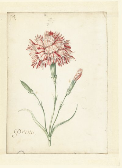 Goździk autorstwa Jacob Marrel (possibly)