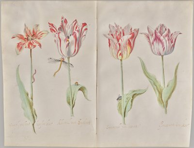 Cztery tulipany autorstwa Jacob Marrel