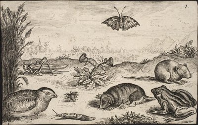 Małe zwierzęta i owady: konik polny, motyl, nornik polny, kuropatwa, pszczoła, ślimak, kret i żaba. autorstwa Jacob Matham
