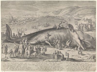 Wieloryb na mieliźnie w Berckhey, 1598 autorstwa Jacob Matham