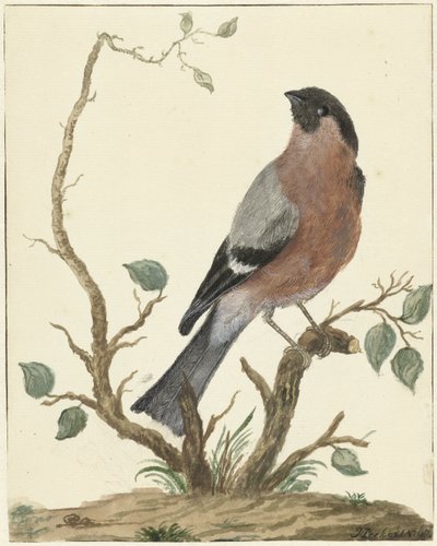Gil autorstwa Jacob Perkois