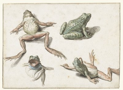Cztery studia żaby autorstwa Jacob de Gheyn (II)
