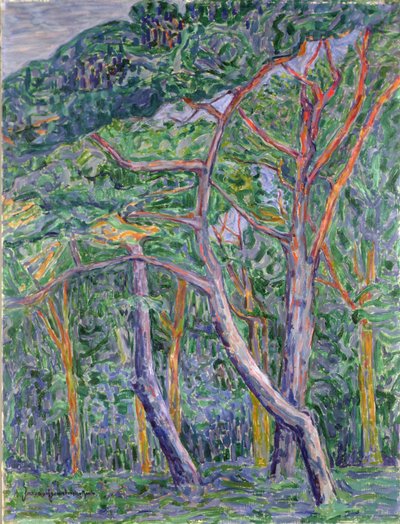 Sosny autorstwa Jacoba van Heemskerck