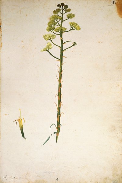 Wieczny kwiat rośliny (Agave americana) autorstwa Jacopo Ligozzi autorstwa Jacopo Ligozzi