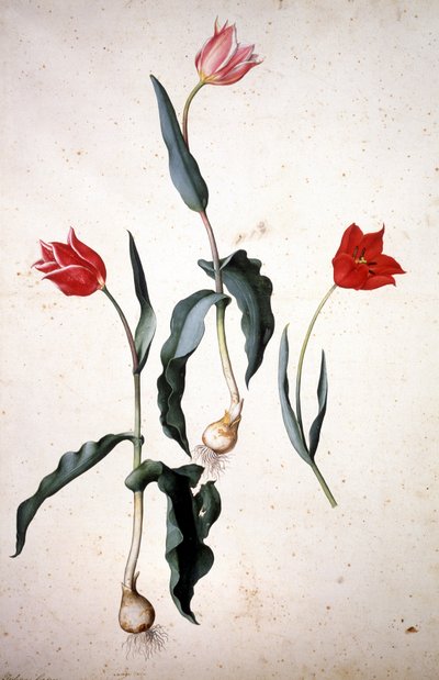 Zielnik: Tulipa Gesneriana autorstwa Jacopo Ligozzi