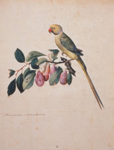 Prunus domesticus, z papugi Aleksandra autorstwa Jacopo Ligozzi
