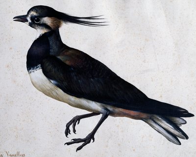 Tringa vanellus (Czajka) – Jacopo Ligozzi (1547-1627) autorstwa Jacopo Ligozzi