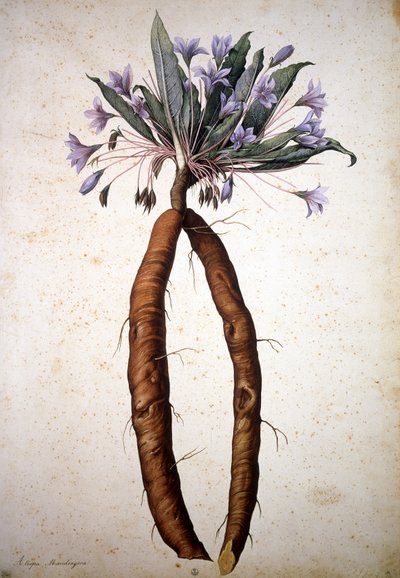 Nieznany obraz autorstwa Jacopo Ligozzi