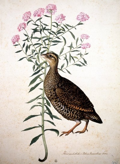 Nieznany obraz autorstwa Jacopo Ligozzi