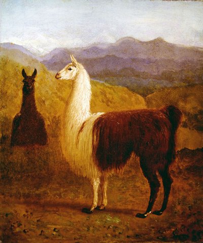 Dwie lamy (olej na płótnie) autorstwa Jacques Laurent Agasse