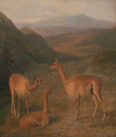 Wikunie autorstwa Jacques-Laurent Agasse