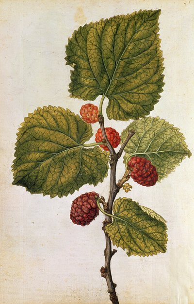  autorstwa Jacques (1533-88) Le Moyne