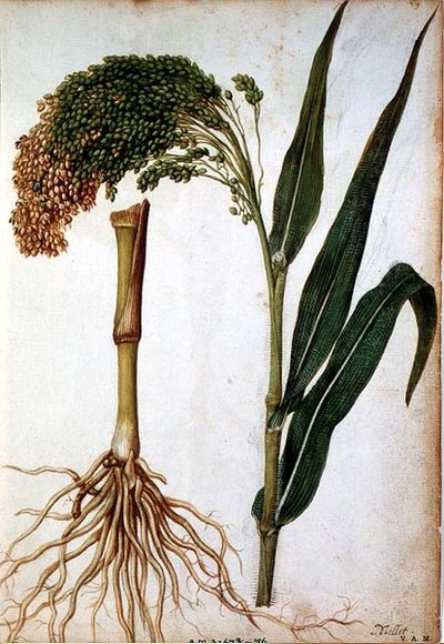 Setaria italica, ca. 1568 von Jacques  Le Moyne