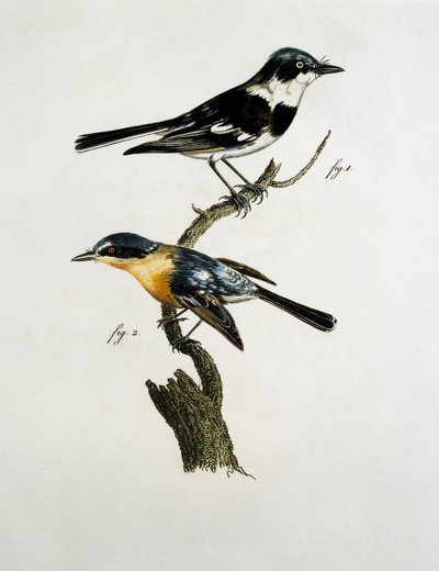 Samiec i samica Pririt Batis (Batis pririt) autorstwa Jacques (after) Barraband
