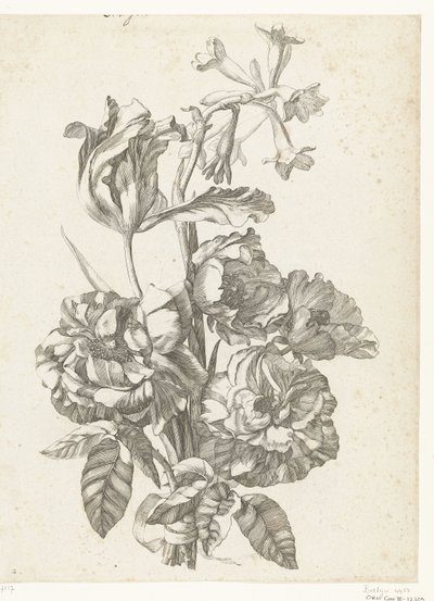 Bukiet z piwoniami, tulipanem i brodiajami Diverse Fleurs mises en Boucquets (tytuł serii) autorstwa Jacques Bailly (I)