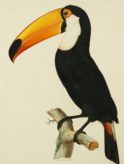 Toco Toco Tukan autorstwa Jacques Barraband