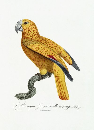 Żółta i czerwona papuga, c.1801-05 autorstwa Jacques Barraband