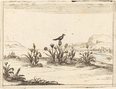Ptak siedzący w oście autorstwa Jacques Callot
