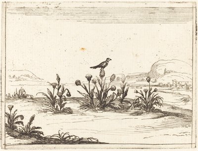 Ptak siedzący na oście autorstwa Jacques Callot