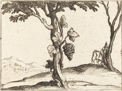 Kiść winogron autorstwa Jacques Callot