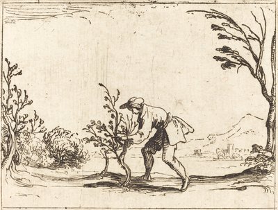 Mężczyzna ścina balsam autorstwa Jacques Callot