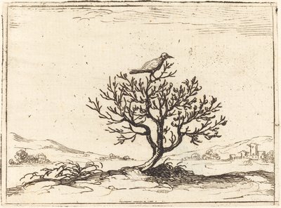 Słowik w krzaku autorstwa Jacques Callot