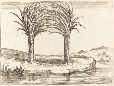 Dwie palmy autorstwa Jacques Callot