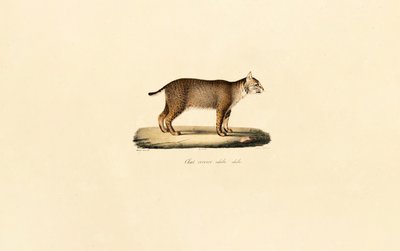 Dorosły Bobcat autorstwa Jacques Christophe Werner
