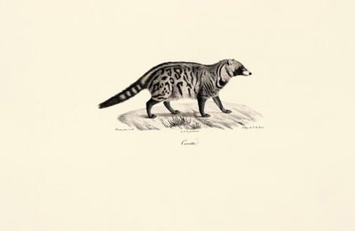 Cyweta afrykańska (Civettictis civetta) autorstwa Jacques Christophe Werner