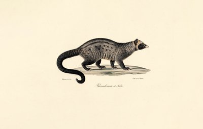 Cyweta afrykańska autorstwa Jacques Christophe Werner