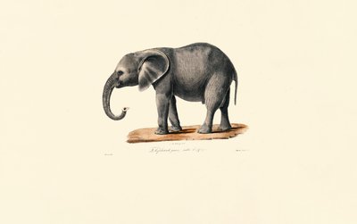 Słoń afrykański (nieletni) autorstwa Jacques Christophe Werner