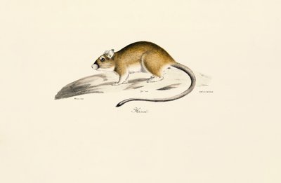Gerbil afrykański autorstwa Jacques Christophe Werner
