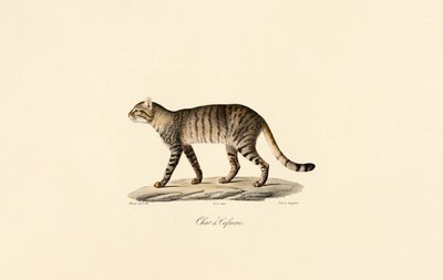 Afrykański żbik autorstwa Jacques Christophe Werner