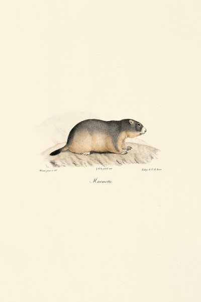 Alpine Marmot autorstwa Jacques Christophe Werner
