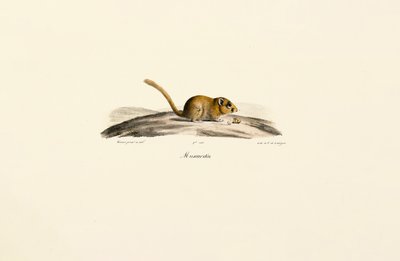Amerykańska mysz jelenia autorstwa Jacques Christophe Werner