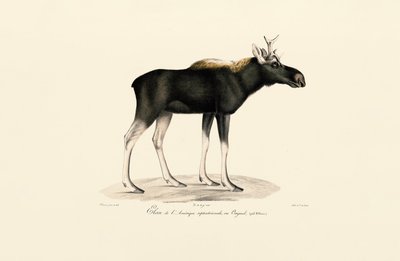 Łoś amerykański (Alces americanus) autorstwa Jacques Christophe Werner