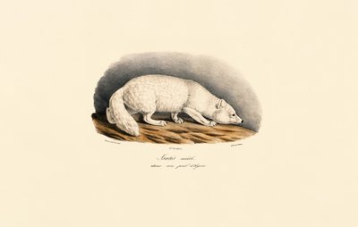  autorstwa Jacques Christophe Werner