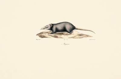  autorstwa Jacques Christophe Werner