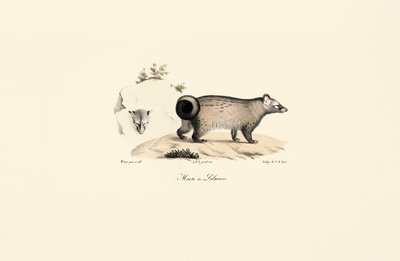 Azjatycki cyweta palmowy autorstwa Jacques Christophe Werner