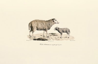  autorstwa Jacques Christophe Werner